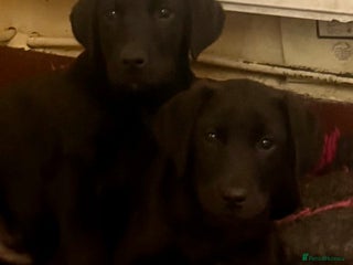 Labrador Retriever dogs Quality Health Tested Labrador Retriever Puppies - Advert 6