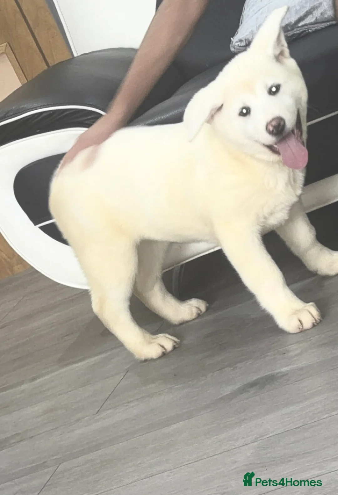 Japanese Akita Inu dogs for sale: Japanese Akita Inu - Advert 6