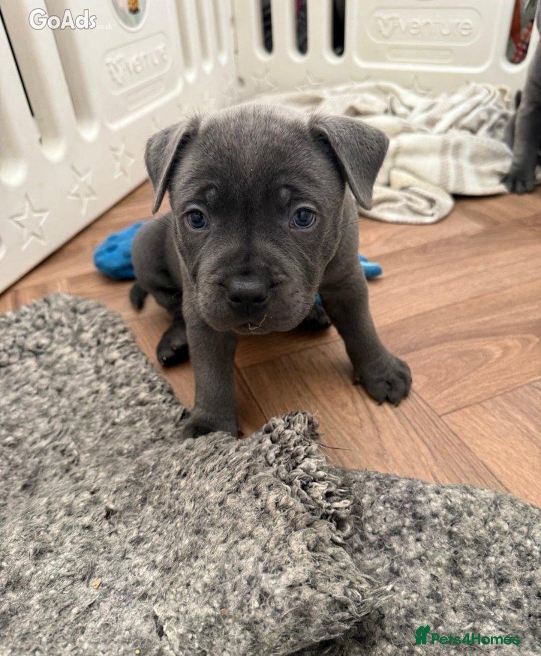 Staffordshire Bull Terrier dogs for sale: Staffordshire Bull Terrier puppies for sale - Advert 2