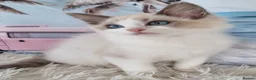 Ragdoll cats for sale: 💕Cute Champion line Ragdolls Kittens 💕 - Advert 24