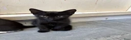 Mixed Breed cats for sale: 5 kittens for sale  - Advert 15