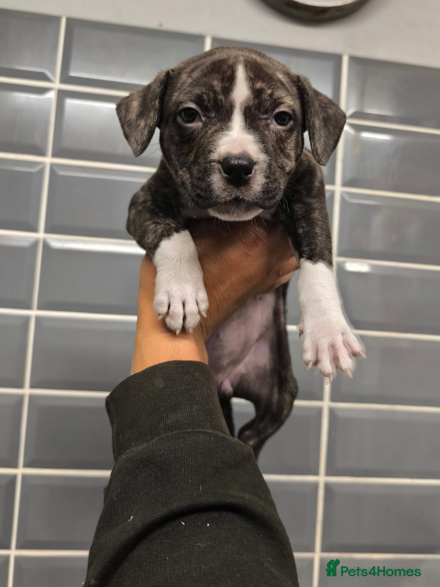 Mixed Breed dogs 2 X 7 wk old male Staffordshire bt collie mix - Advert 3