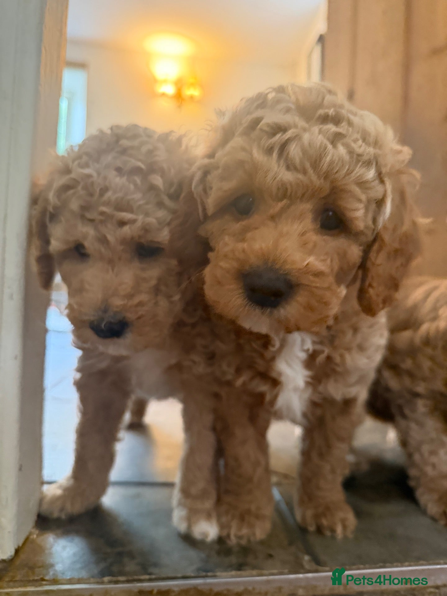 Mini Goldendoodle dogs Mini Goldendoodle puppies 🐶🫶🏻 - Advert 1