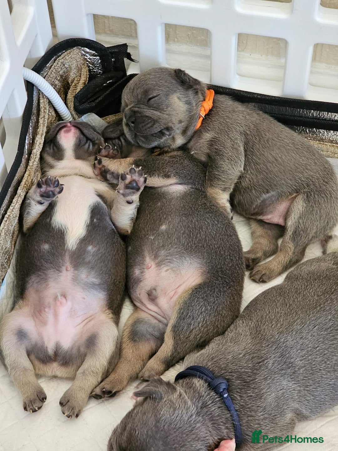 French Bulldog dogs for sale: DISCOUNT AVAILABLE FOR SERIOUSLY INTERESTED BUYERS - Advert 17