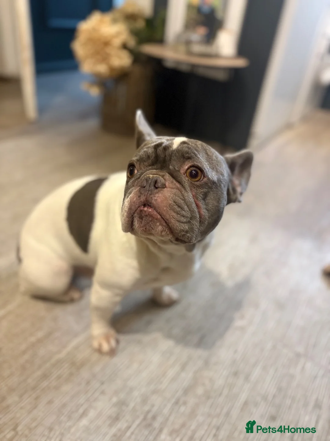 French Bulldog dogs for sale: KC registered blue and white frenchie - Advert 2
