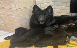 Mixed Breed dogs for sale: Slovakian shepherd x Rottie pups - Image 7