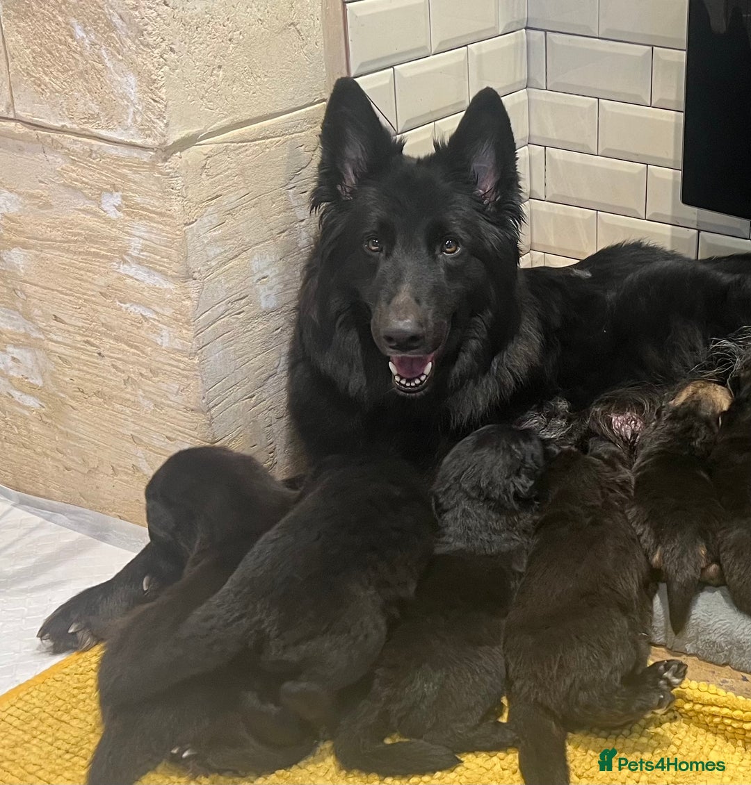 Mixed Breed dogs for sale: Slovakian shepherd x Rottie pups - Image 7
