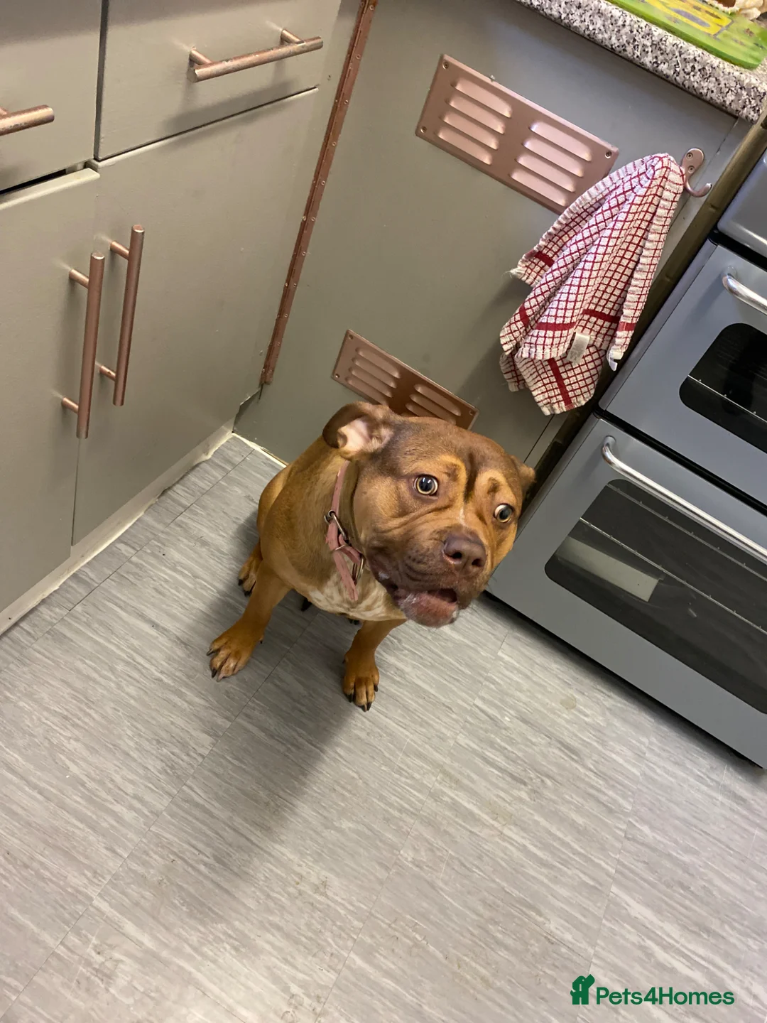 Mixed Breed dogs for sale: Miss  in London - Advert 1