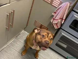 Mixed Breed dogs Miss - Advert 2