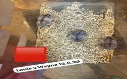 Hamster rodents for sale: Beautiful baby hamsters. Syrian and Russian Dwarf - Image 27