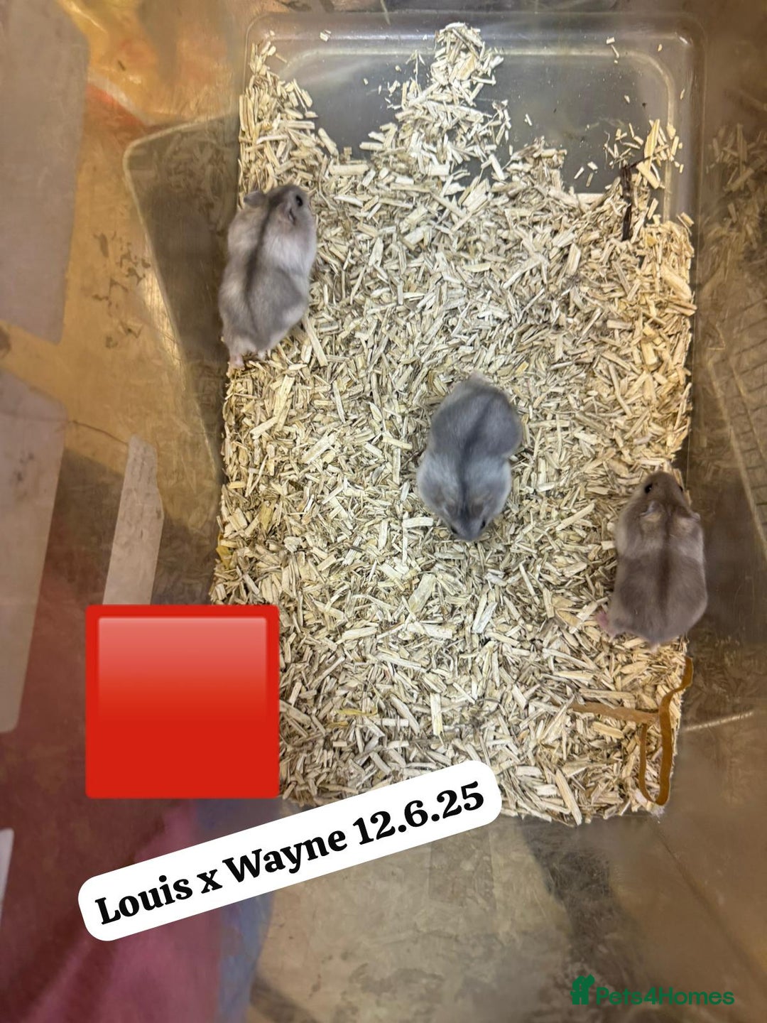 Hamster rodents for sale: Beautiful baby hamsters. Syrian and Russian Dwarf - Image 27