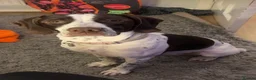 Mixed Breed dogs for sale: SWEET,LOVING PRINCESS NEEDS NEW HOME in Morden - Advert 5