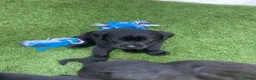 Labrador Retriever dogs for sale: Beautiful litter of black Labrador pups  in Beverley - Advert 5