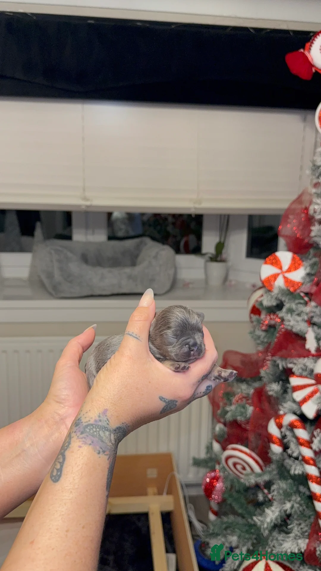 French Bulldog dogs for sale: Elegant Litter of Six KC Registered French Bulldog - Advert 5