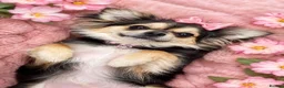 Chihuahua dogs for sale: Female Chihuahua - Advert 1