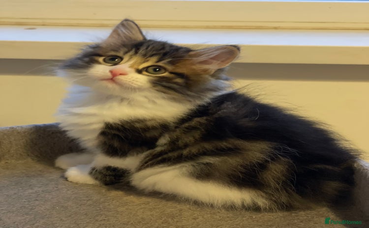 Kurilian Bobtail cats - Advert 1