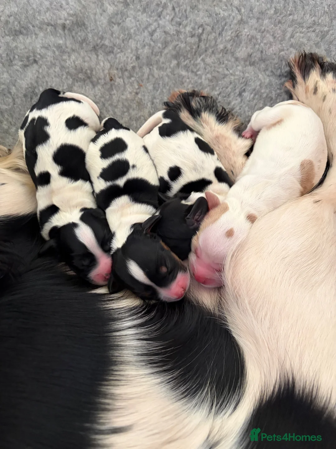 Sprocker dogs for sale: sprocker puppies in Leominster - Advert 2