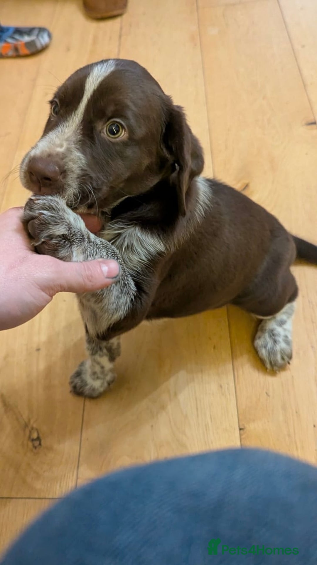 Mixed Breed dogs for sale: Sprollie pups for sale - Advert 2