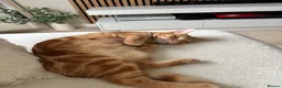 Domestic Shorthair cats for sale: Ginger male cat  - Advert 2