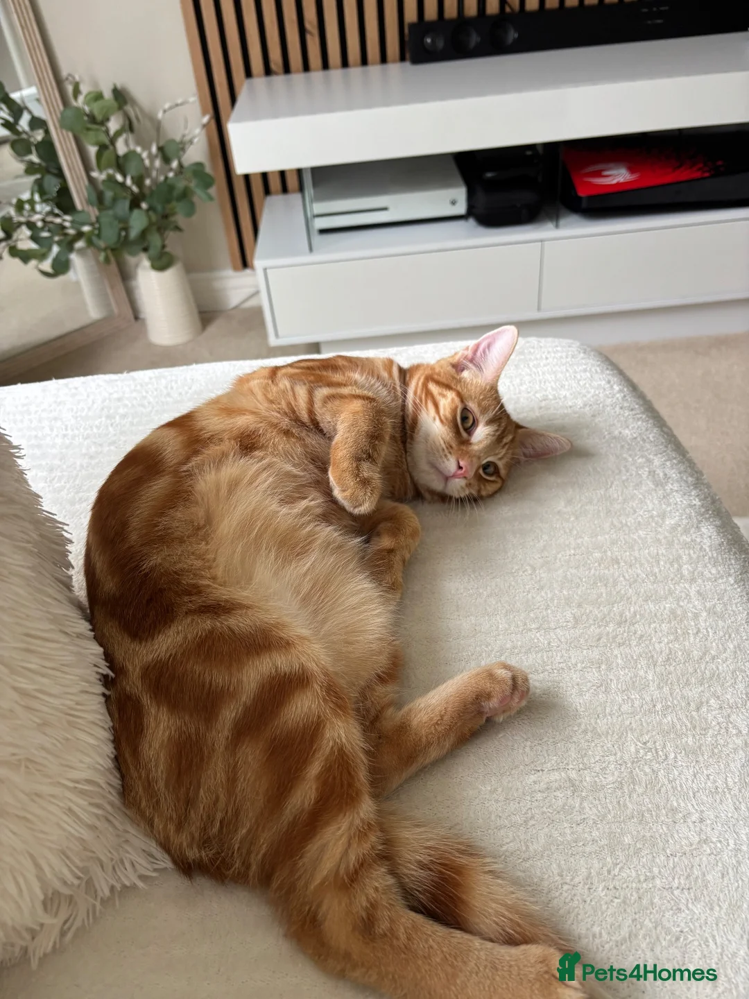 Domestic Shorthair cats for sale: Ginger male cat  - Advert 2