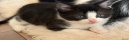 Mixed Breed cats for sale: 4 stunning long haired mixed breed kittens in Wakefield - Advert 8