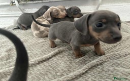Miniature Dachshund dogs for sale: Miniature Dachshund puppies - Image 13