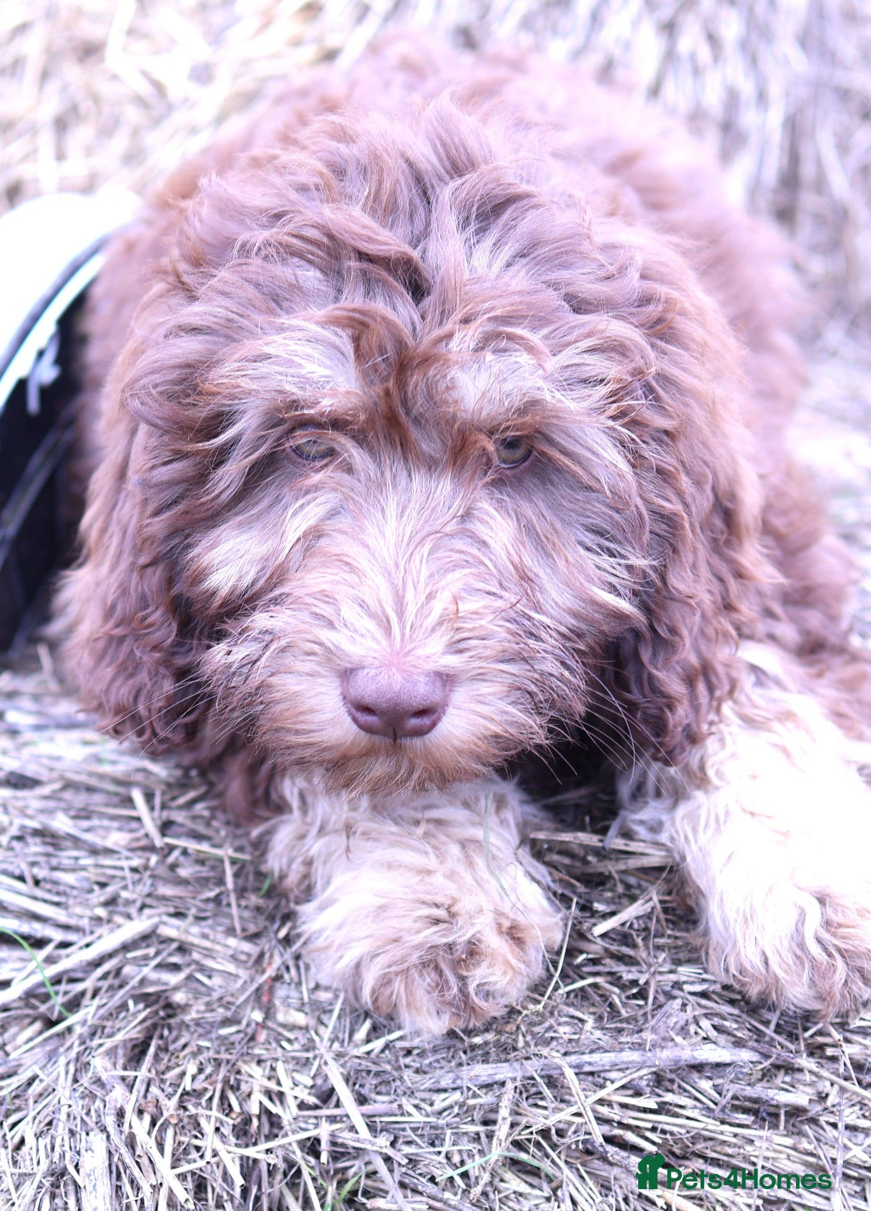 Labradoodle dogs 🐾🌈 Unique PhantomParti & Tuxedo Part trained🐾🌈 - Advert 8