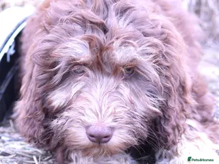 Labradoodle dogs 🐾🌈 Unique PhantomParti & Tuxedo Part trained🐾🌈 - Advert 8