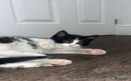Mixed Breed cats for sale: 🐾 Adorable Black&White Kittens 🐾 - Advert 1