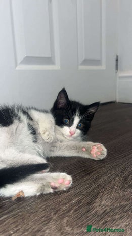 Mixed Breed cats 🐾 Adorable Black&White Kittens 🐾 - Advert 1