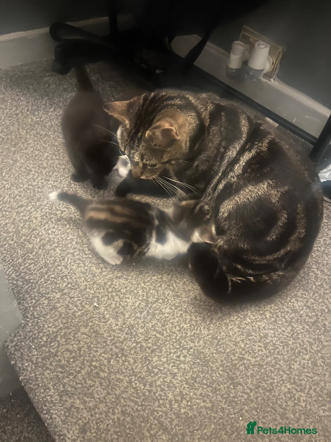 British Shorthair cats for sale: Beautiful kittens  - Advert 10