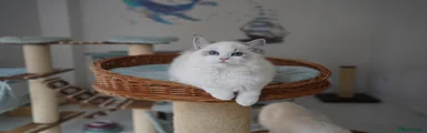 Ragdoll 2