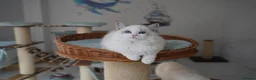 Ragdoll cats for sale: TICA register kittens - Advert 9