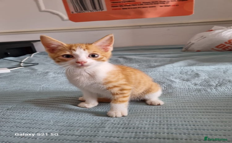 Domestic Shorthair cats - Advert 2