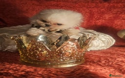 Pomeranian dogs for sale: Gorgeous teddybear tiny pomeranian male puppy  - Image 1