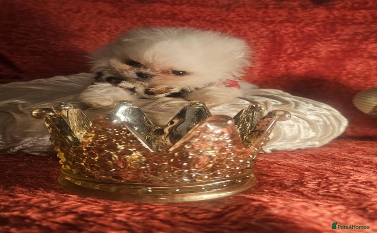 Pomeranian dogs - Advert 2