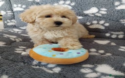 Maltipoo dogs for sale:  Maltipoo puppies  mix litter - Image 9