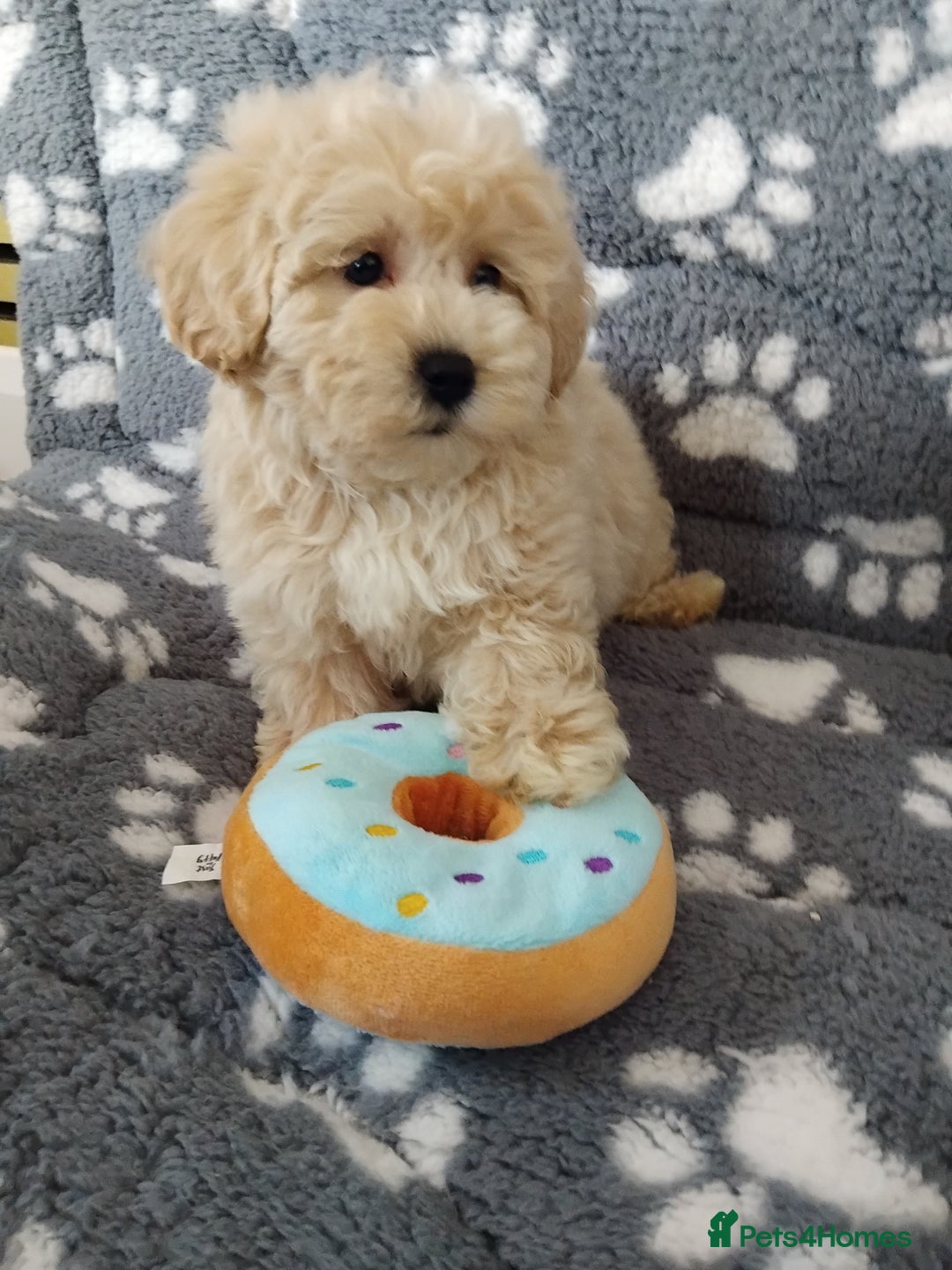 Maltipoo dogs for sale:  Maltipoo puppies  mix litter - Image 9