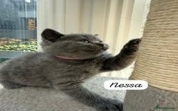 British Shorthair cats for sale: Beautiful Blue British shorthair kittens for sale - Image 4