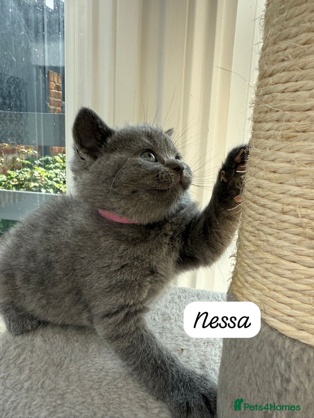 British Shorthair cats for sale: Beautiful Blue British shorthair kittens for sale - Image 4