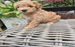 Mixed Breed dogs for sale: *** STUNNING WESTIEPOO PUPS*** - Image 3
