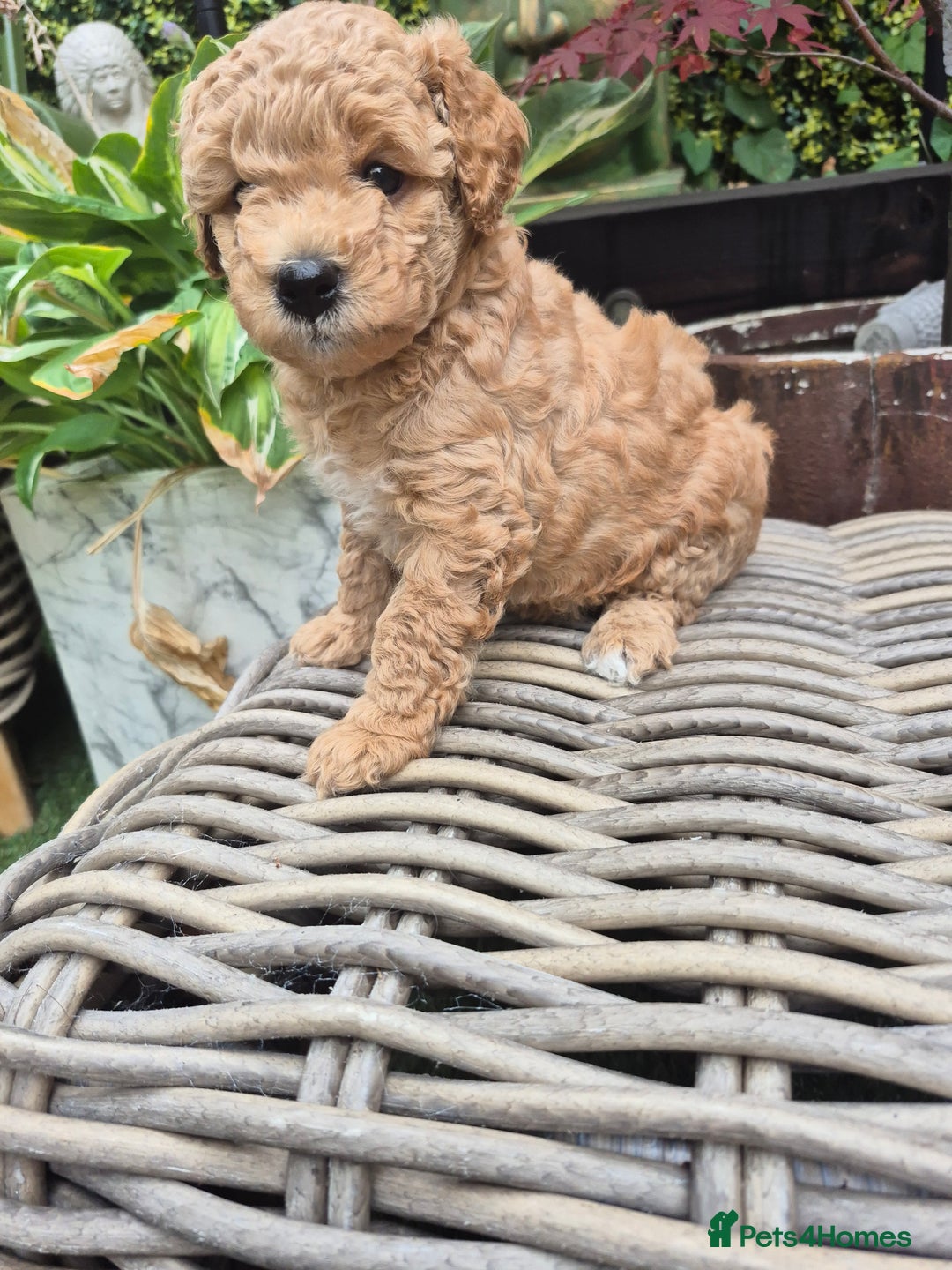Mixed Breed dogs for sale: *** STUNNING WESTIEPOO PUPS*** - Image 3