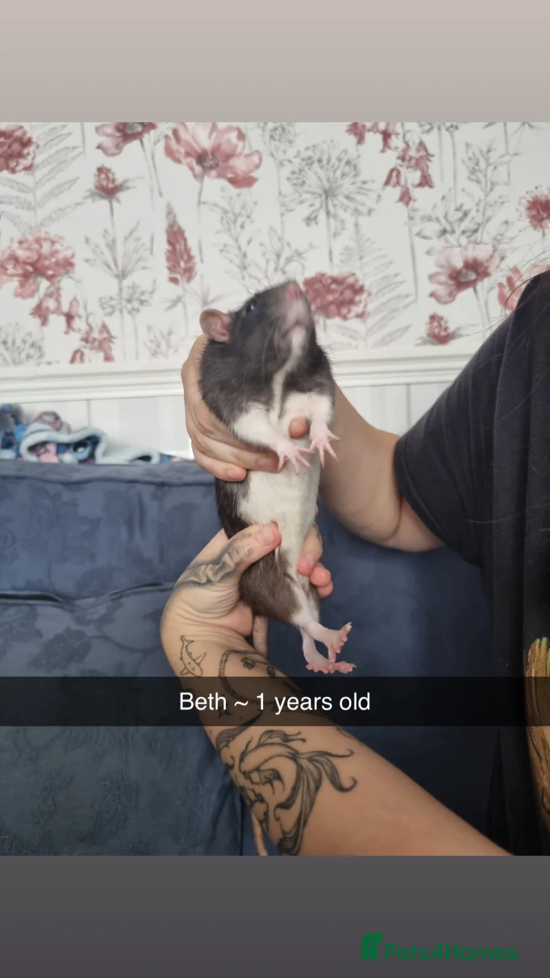 Rat rodents for sale: 8 rats for rehoming  - Advert 2
