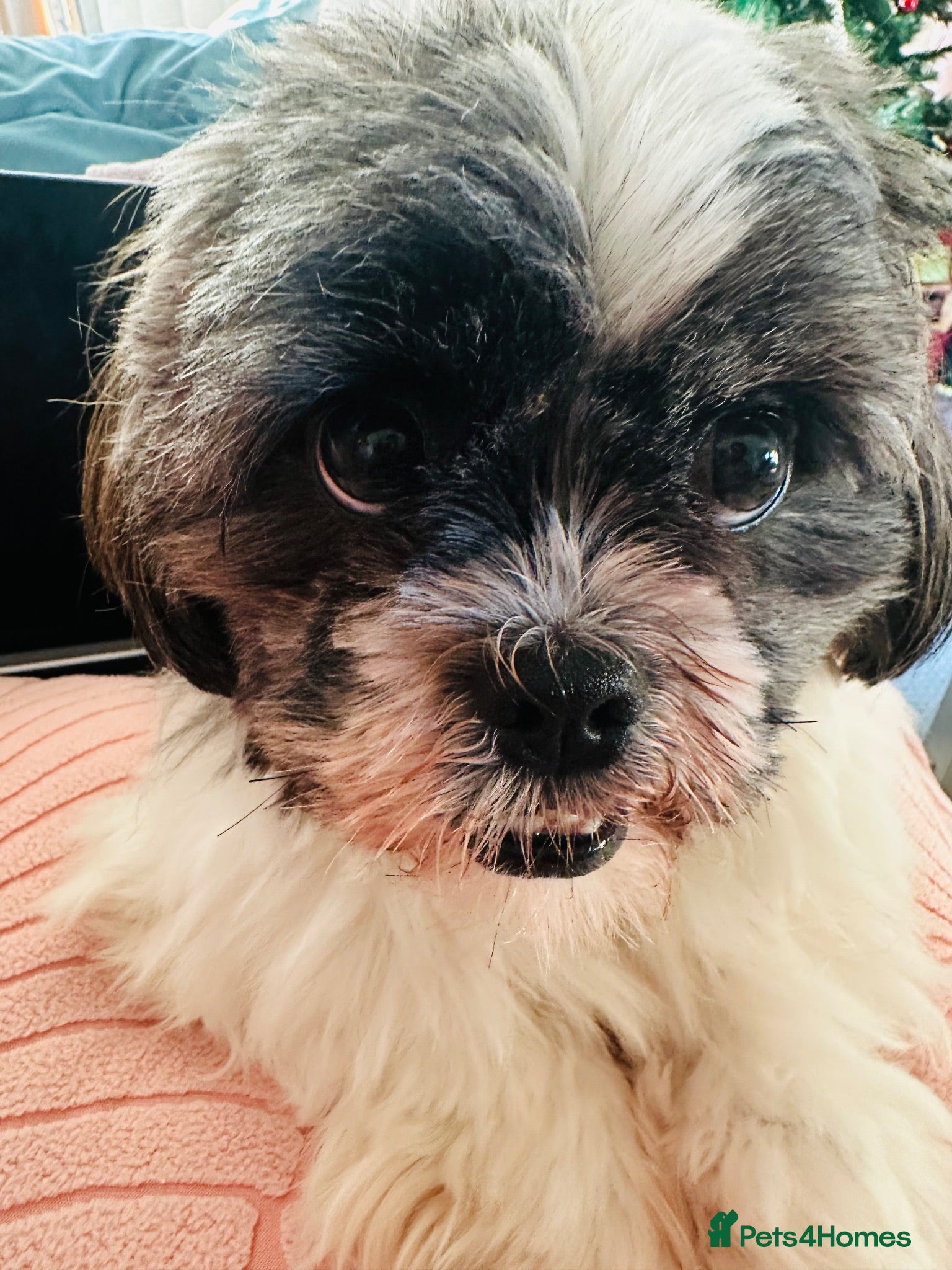 Shih Tzu dogs Dog for sale - Advert 1