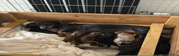 Dachshund dogs for sale: Miniature Dachshund Puppies –Ready 4th June - Advert 1