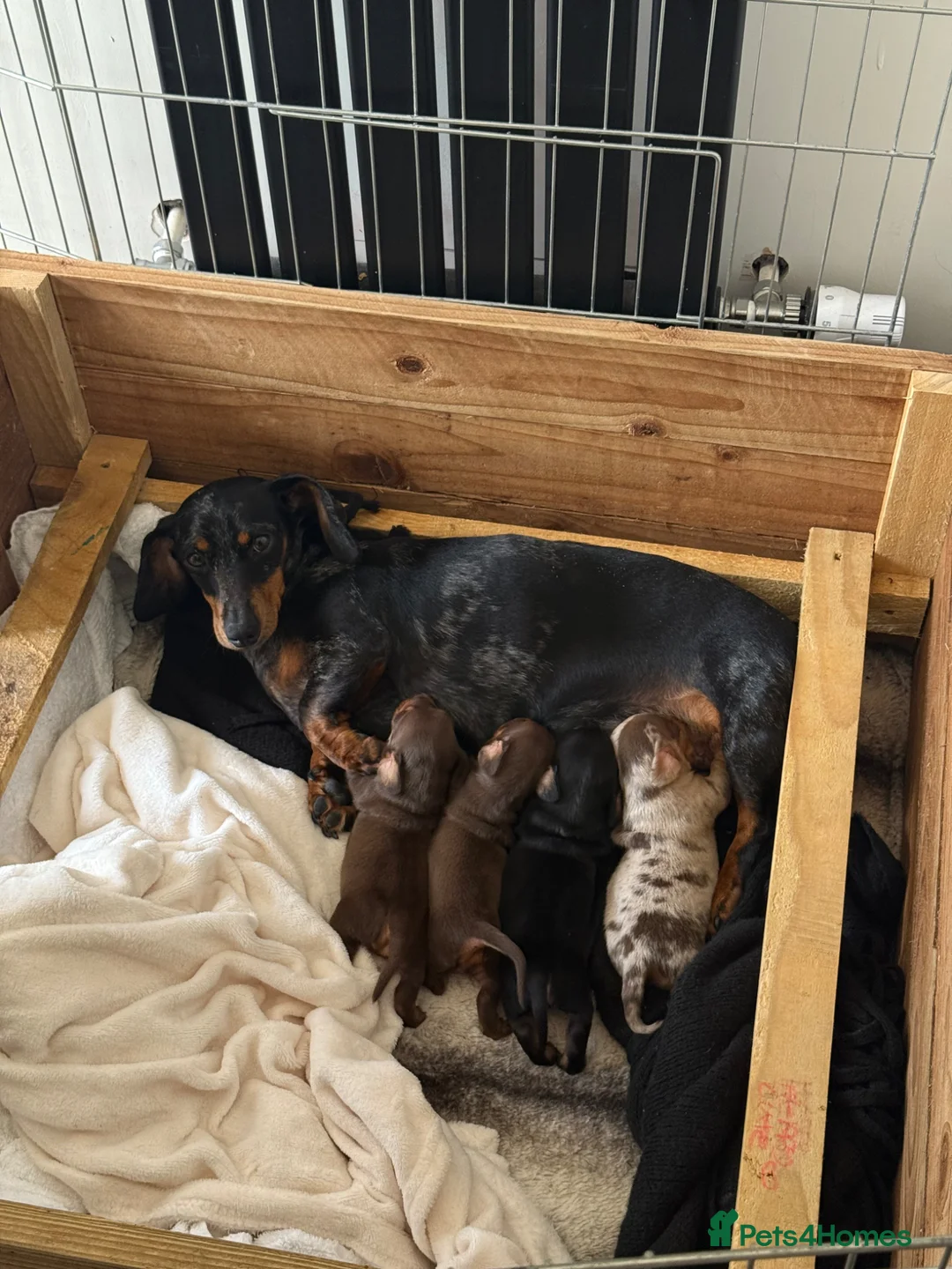 Dachshund dogs for sale: Miniature Dachshund Puppies –Ready 4th June - Advert 1
