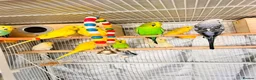 Budgerigars birds for sale: 14 Breeding Budgies, Cage, Food, Toys & Nest Boxes - Advert 17