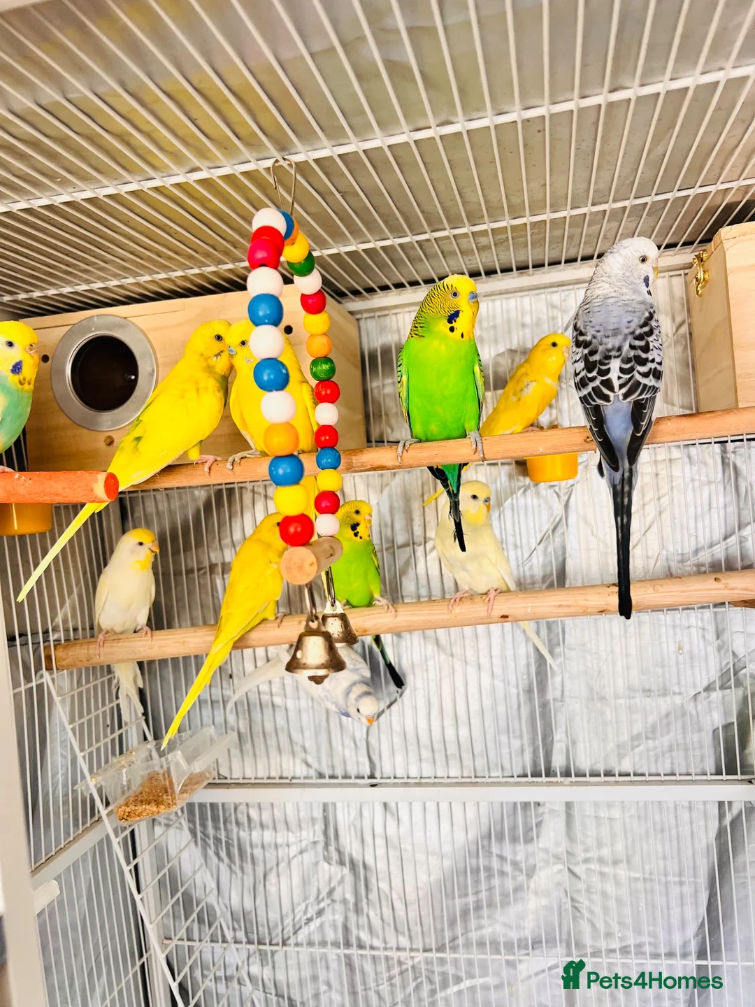 Budgerigars birds for sale: 14 Breeding Budgies, Cage, Food, Toys & Nest Boxes - Advert 17
