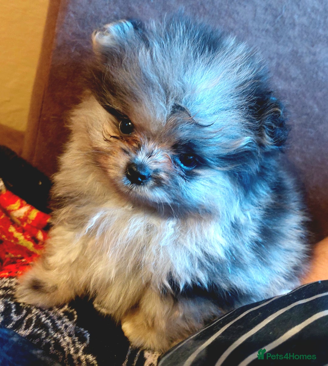 Pomeranian dogs for sale: Pomeranian puppies  - Advert 10