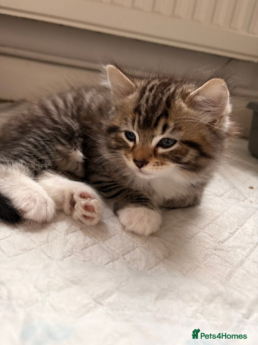 Mixed Breed cats for sale: Looking for a forever home  - Advert 9